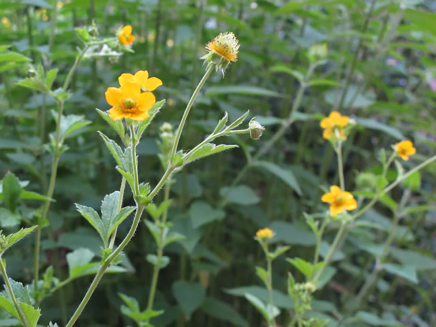 ポテンティラ（Potentilla）／バラ科