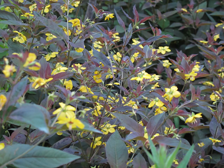 リシマキア ‘ファイヤークラッカー’（Lysimachia ciliata 'Firecraker'）／サクラソウ科