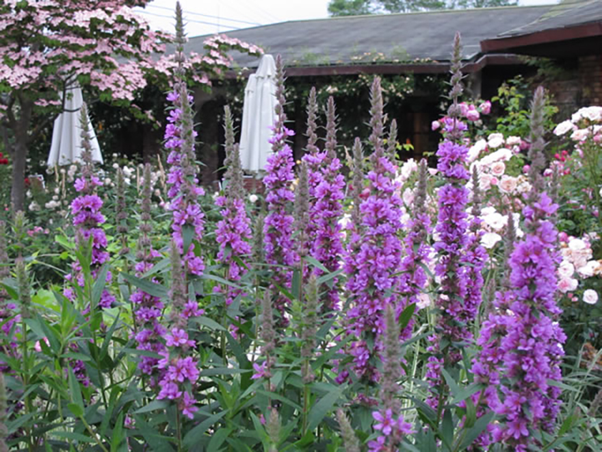 ミソハギ(Lythrum anceps)/ミソハギ科