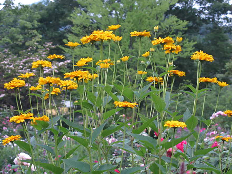 ヒメヒマワリ（Helianthus）／キク科