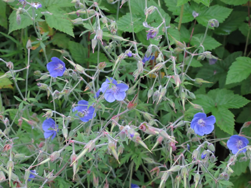 ゲラニウム ‘ジョリービー’（Geranium 'Jolly Bee'）／フウロソウ科