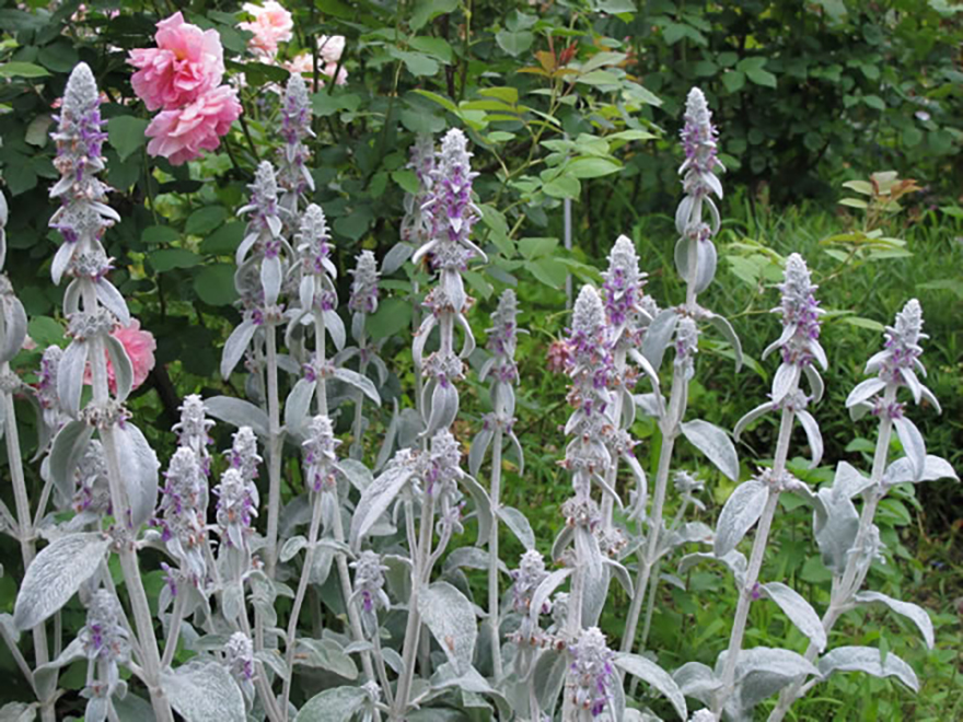 ラムズイヤー（Stachys byzantina）／シソ科