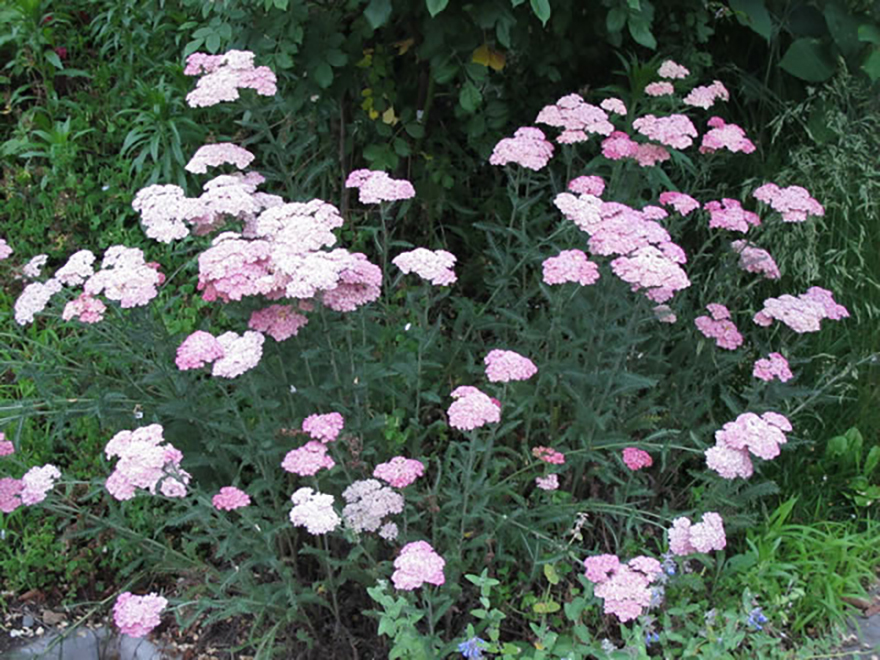 ノコギリソウ(Achillea)/キク科