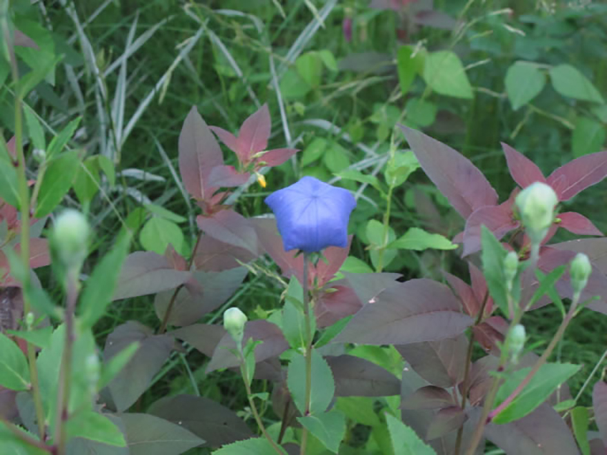 キキョウ(Platycodon grandiflorus)/キキョウ科