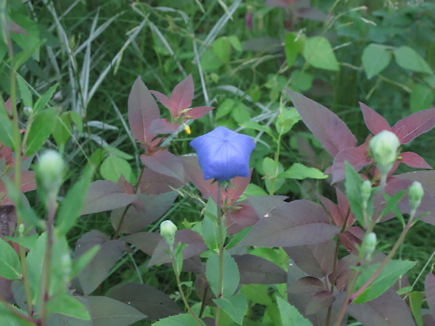 キキョウ（Platycodon grandiflorus）／キキョウ科