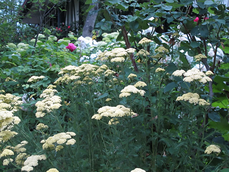 アキレア ミレフォリウム ノコギリソウ（Achillea milefolium）／キク科