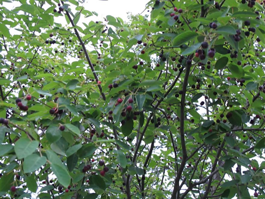 ジューンベリー（Amelanchier canadensis）／バラ科