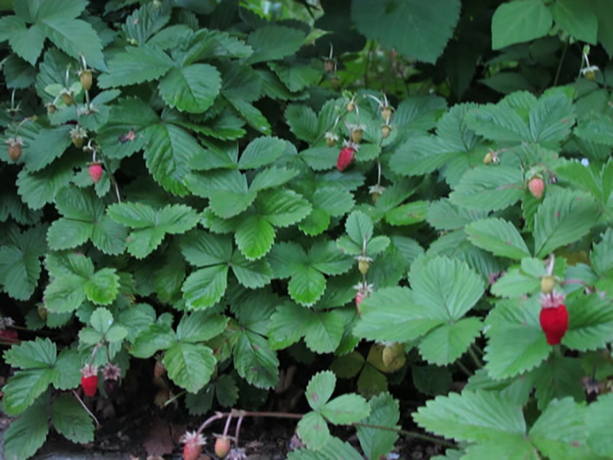 ワイルドストロベリー(Fragaria vesca)/バラ科