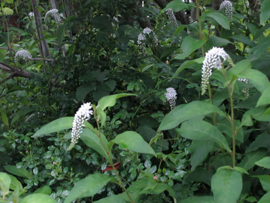 オカトラノオ（Lysimachia clethroides）／サクラソウ科