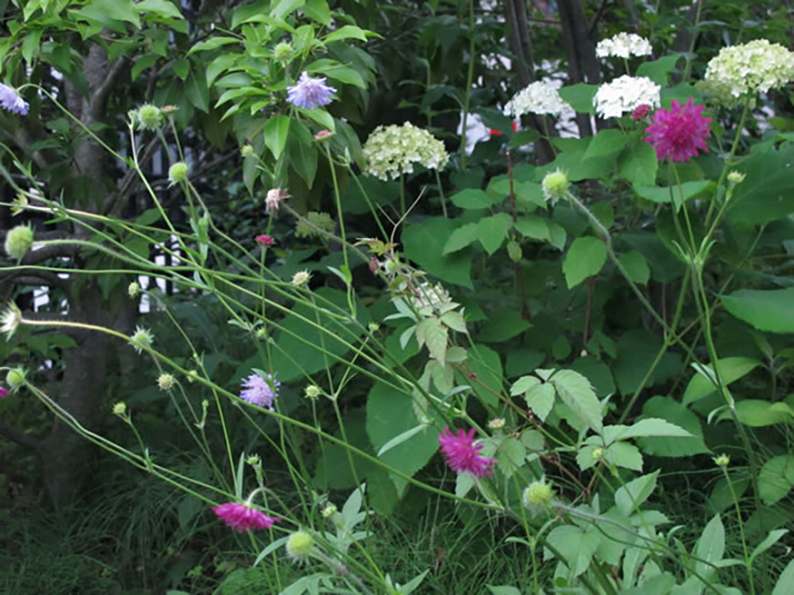 クナウティア マセドニカ（knautia macedonica）／マツムシソウ科