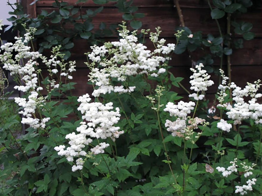 ロクベンシモツケ（Filipendula vulgaris）／バラ科