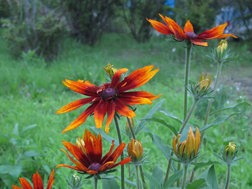 ルドベキア(Rudbeckia)/キク科
