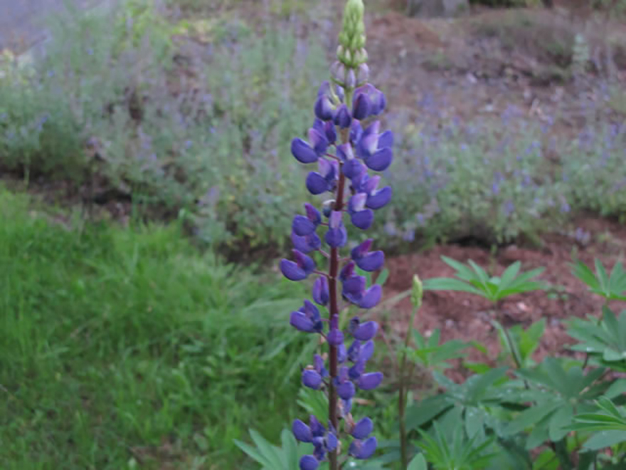 ラッセルルピナス(Lupinus)/マメ科