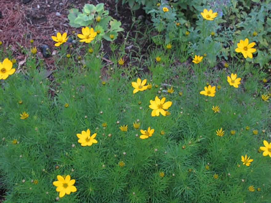 ユレオプシス ‘ザグレブ’（Coreopsis verticillata 'Zagreb'）／キク科