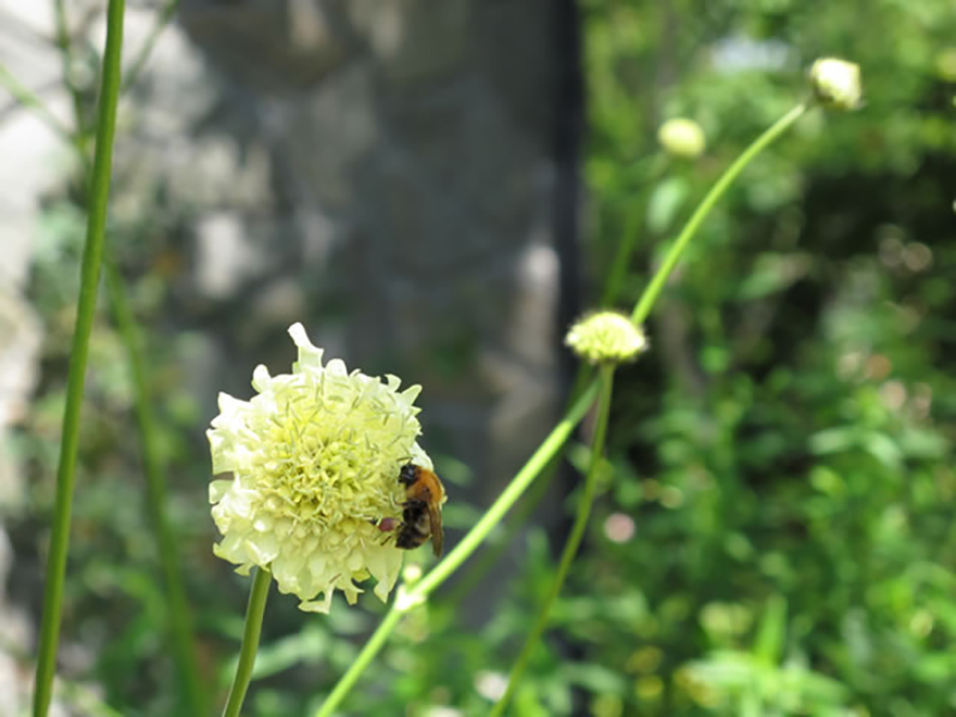 セファラリア ギガンティア（Cephalaria gigantea）／マツムシソウ科