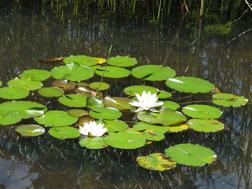 スイレン(Nymphaea)/スイレン科