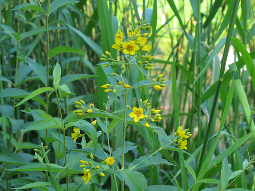 リシマキア キリアータ（Lysimachia ciliata）／サクラソウ科