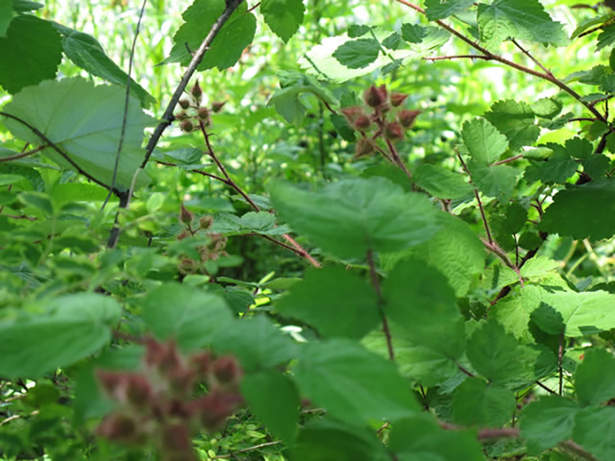 ブラックベリー（Rubus fruticosus）／バラ科