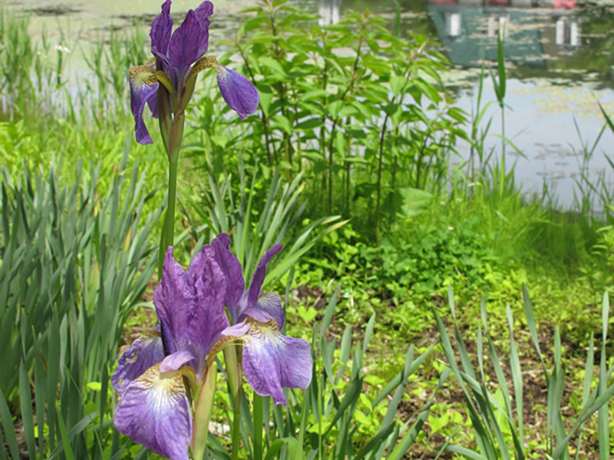 ハナショウブ(Iris ensata)/アヤメ科