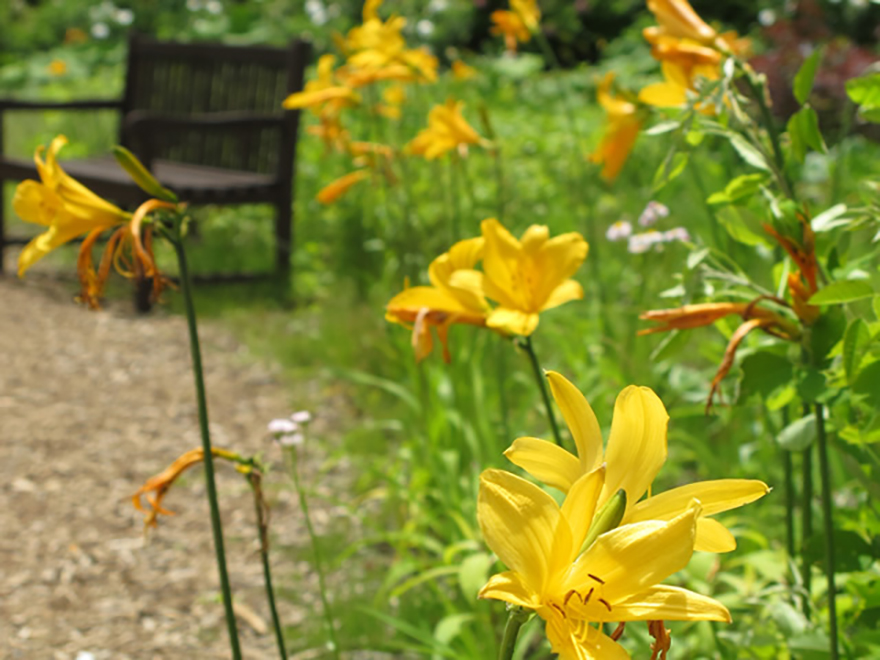 ニッコウキスゲ（Hemerocallis dumortieri）／ユリ科