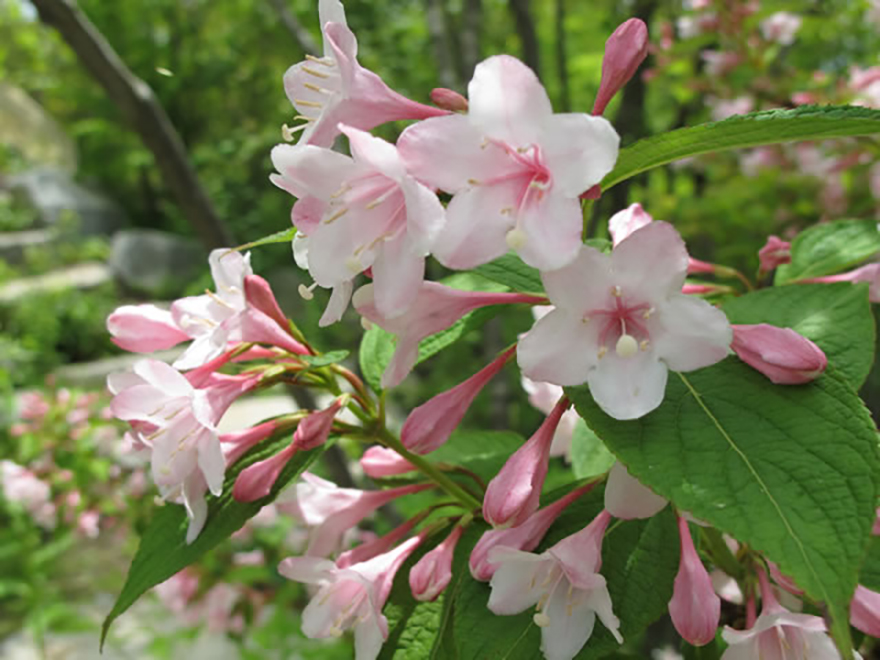 タニウツギ（Weigela hortensis）／スイカズラ科