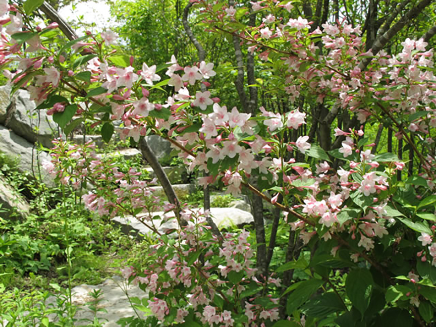 タニウツギ（Weigela hortensis）／スイカズラ科