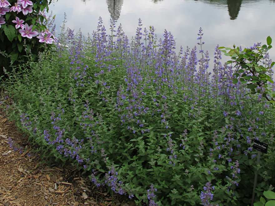 キャットミント（Nepeta x faassenii）／シソ科