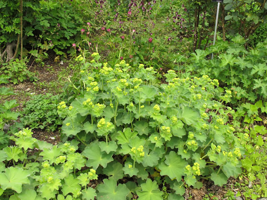 アルケミラ モリス（Aｌchemilla mollis）／バラ科