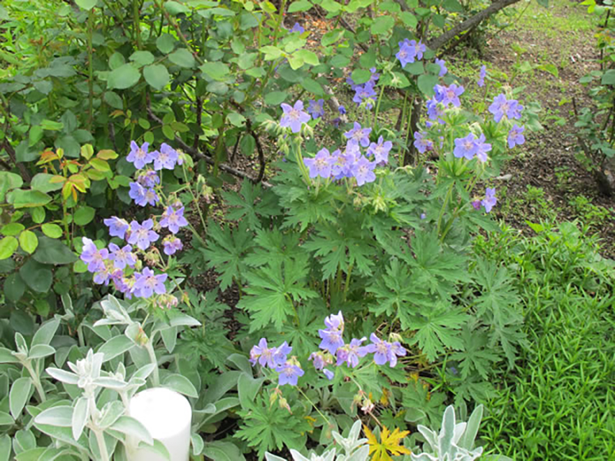 ゲラニウム ‘ジョンソンズブルー’（Geranium 'Johnson's Blue'）／フウロソウ科