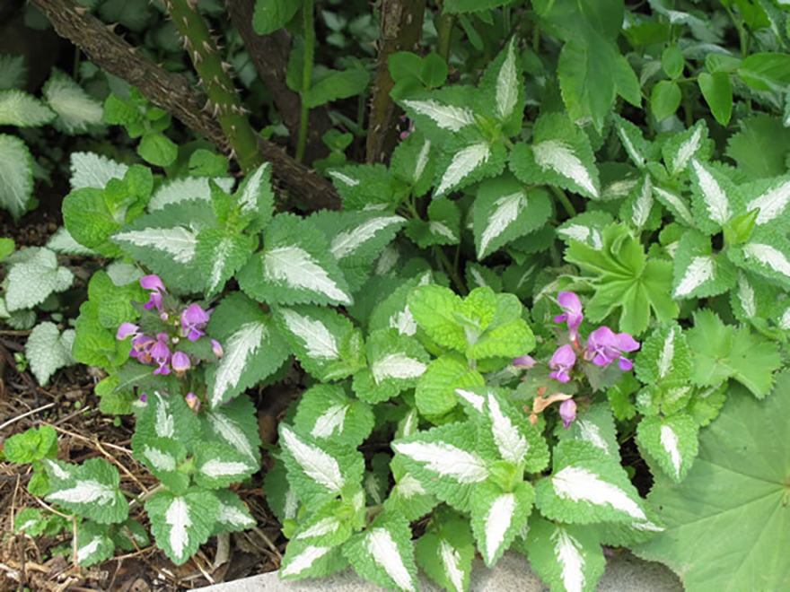 ラミウム ‘ロゼア’（Lamium maculatum 'roseum'）／シソ科