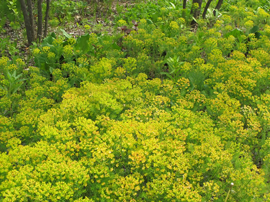 ユーフォルビア キパリシアス（Euphorbia cyparissias）／トウダイグサ科