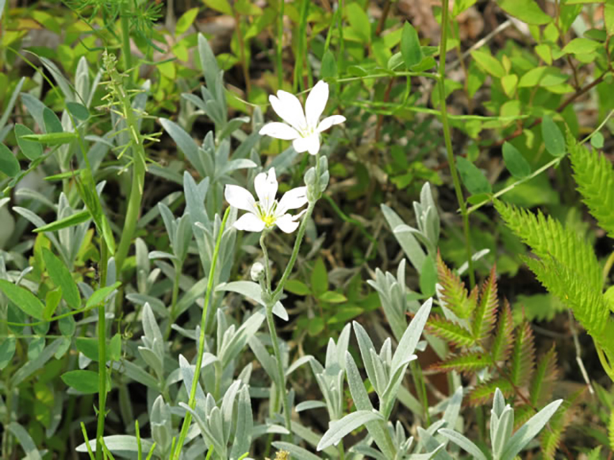 セラスチウム（Cerastium Tomentosum）／ナデシコ科