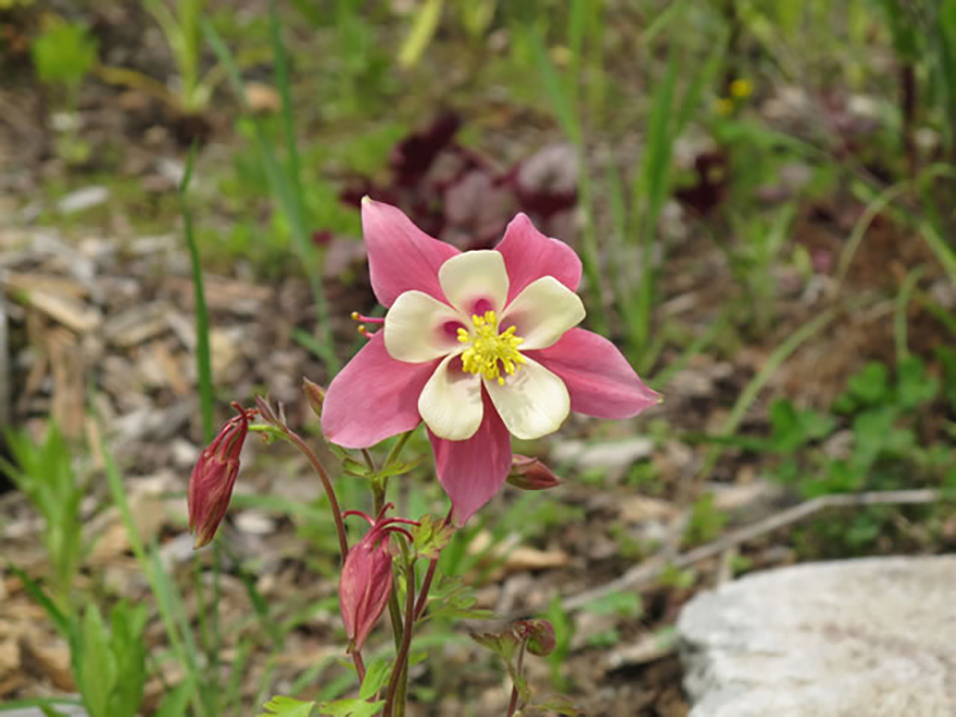 セイヨウオダマキ（Aquilegia caerulea）／キンポウゲ科