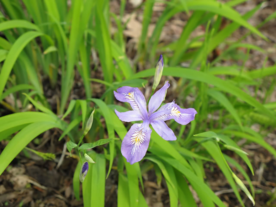 ヒメシャガ（Iris gracilipes）／アヤメ科
