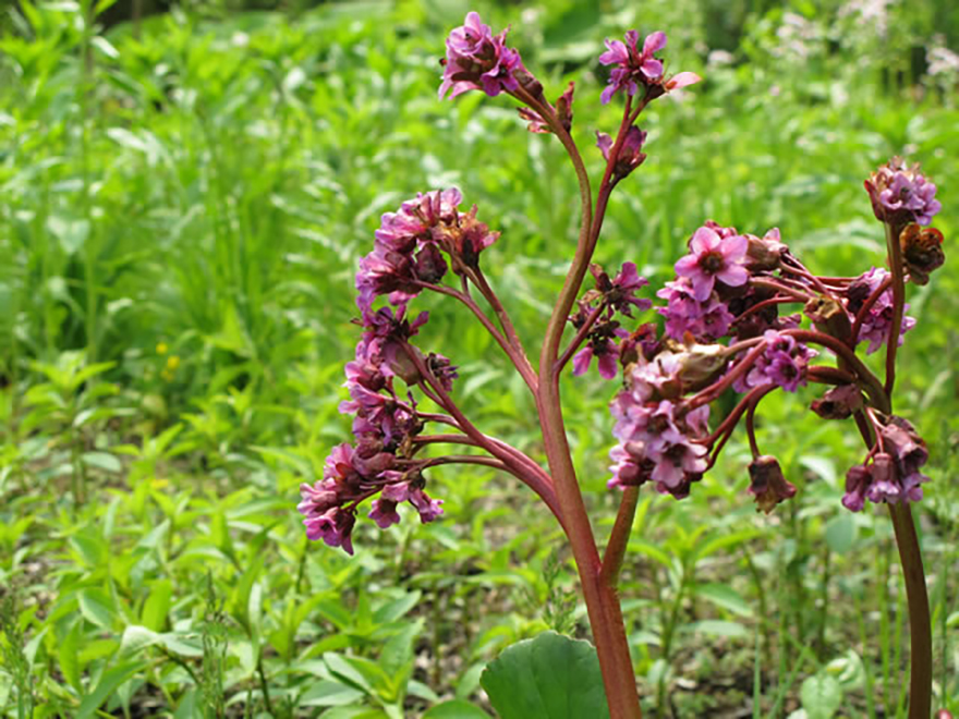 ヒマラヤユキノシタ（Bergenia cordifolia）／ユキノシタ科