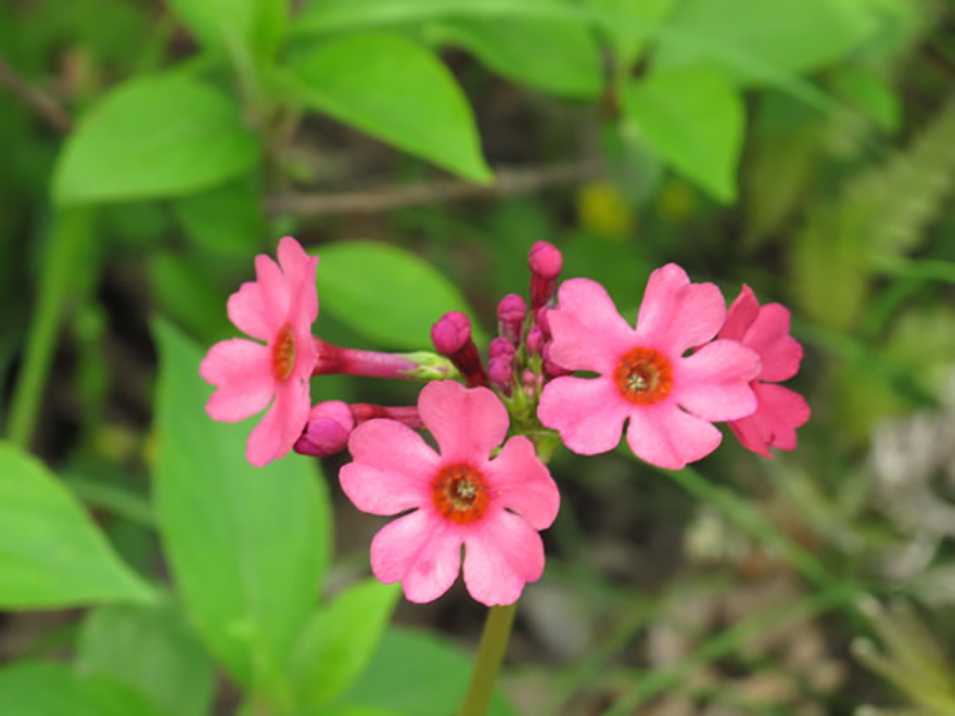 クリンソウ（Primula Japonica）／サクラソウ科