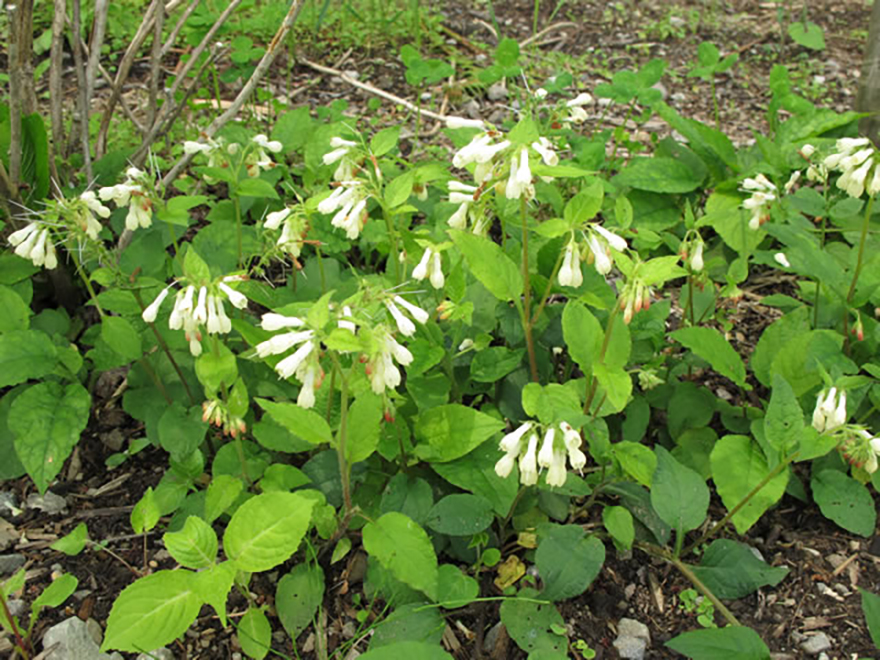 ドワーフコンフリー（Symphytum ibericum）／ムラサキ科