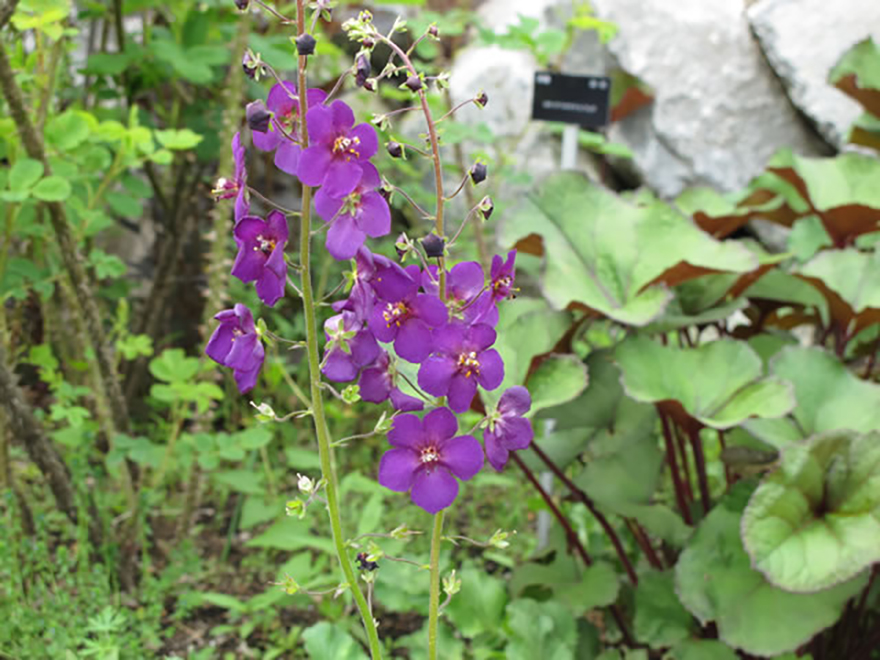バーバスカム(Verbascum)/ゴマノハグサ科