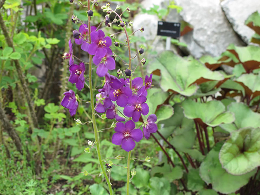 バーバスカム（Verbascum）／ゴマノハグサ科