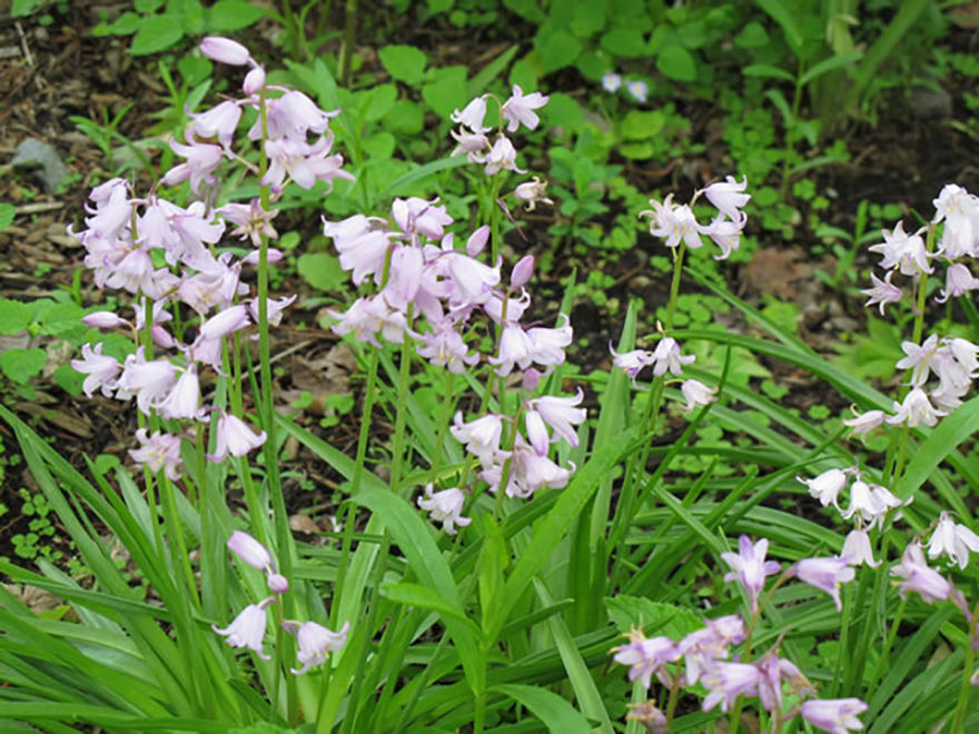 シラーカンパニュラータ（Hyacinthoides hispanica）／ユリ科