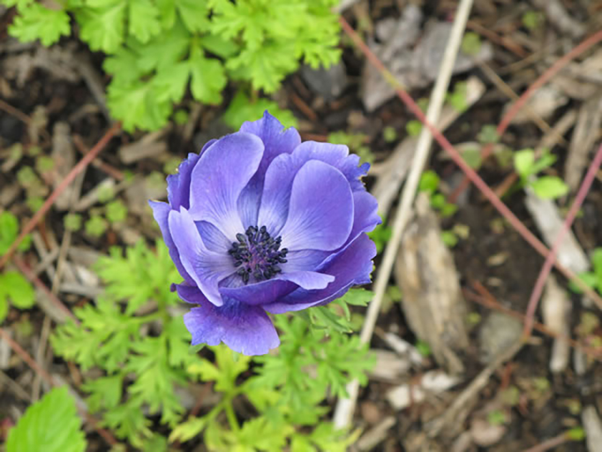 アネモネ(Anemone)/キンポウゲ科