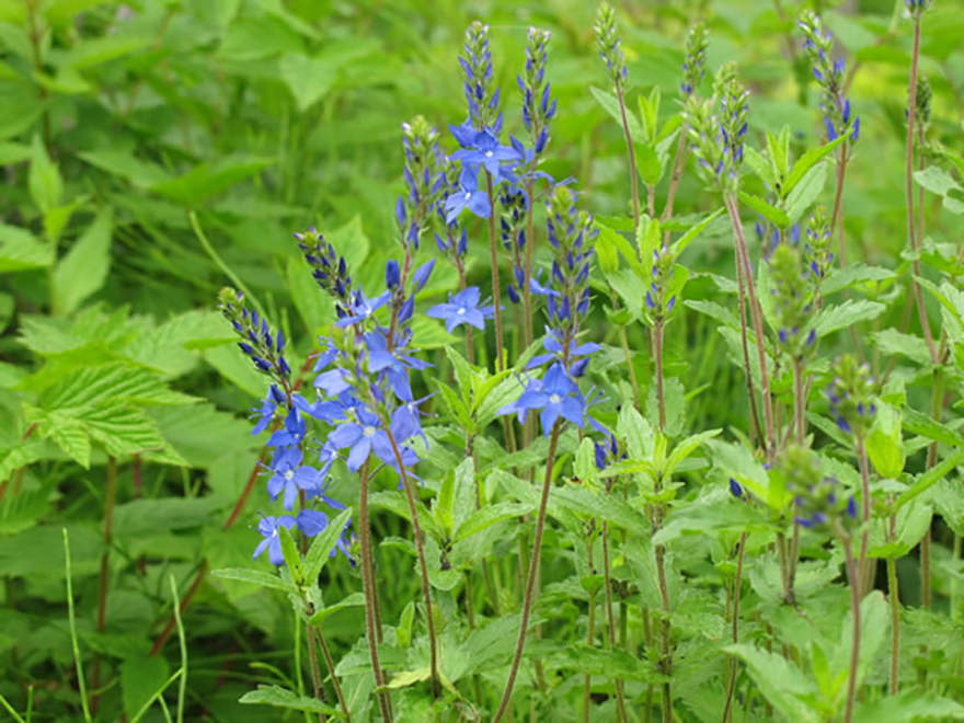 ベロニカ ‘ブルーフォンテン’（Veronica austriaca 'BlueFountain'）／ゴマノハグサ科