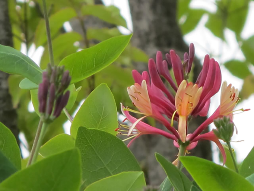 ハニーサックル（Lonicera japonica）／スイカズラ科