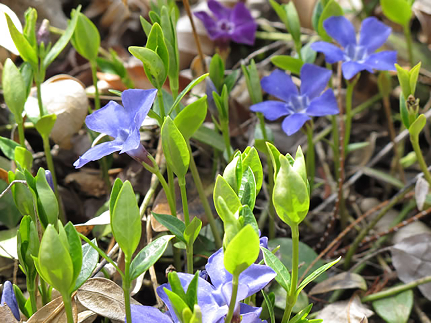 ビンカ ミノール（Vinca minor）／キョウチクトウ科