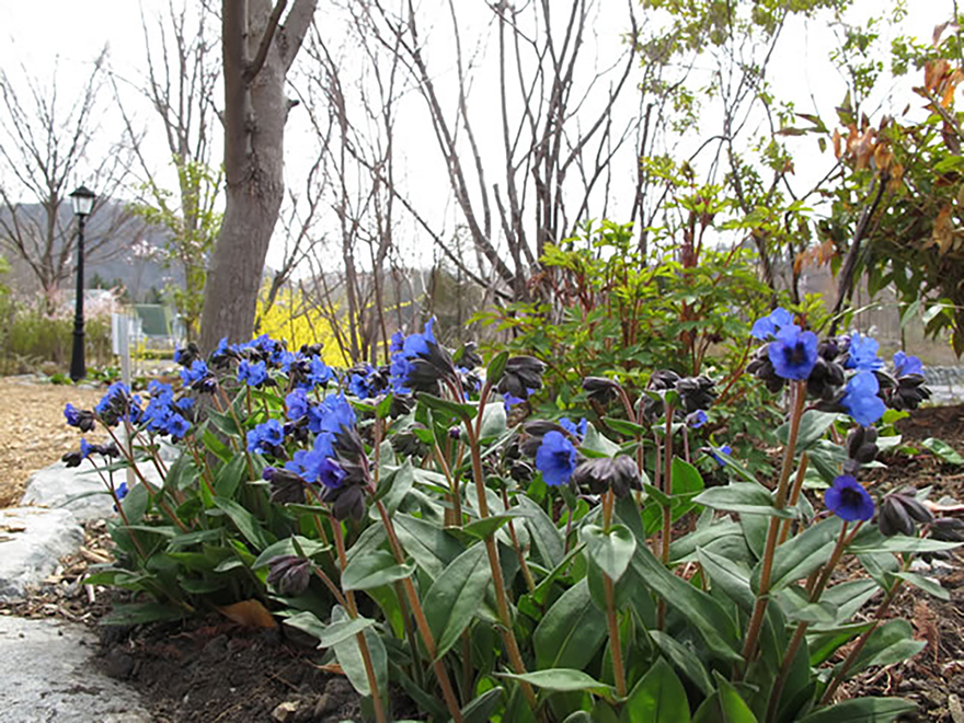 プルモナリア・ブルーエンサイン（Pulmonaria Blue Ensign）／ムラサキ科