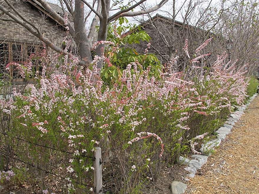 ユキヤナギ ‘フジノピンキー’（Spiraea thunbergii 'Fujino Pinky'）／バラ科