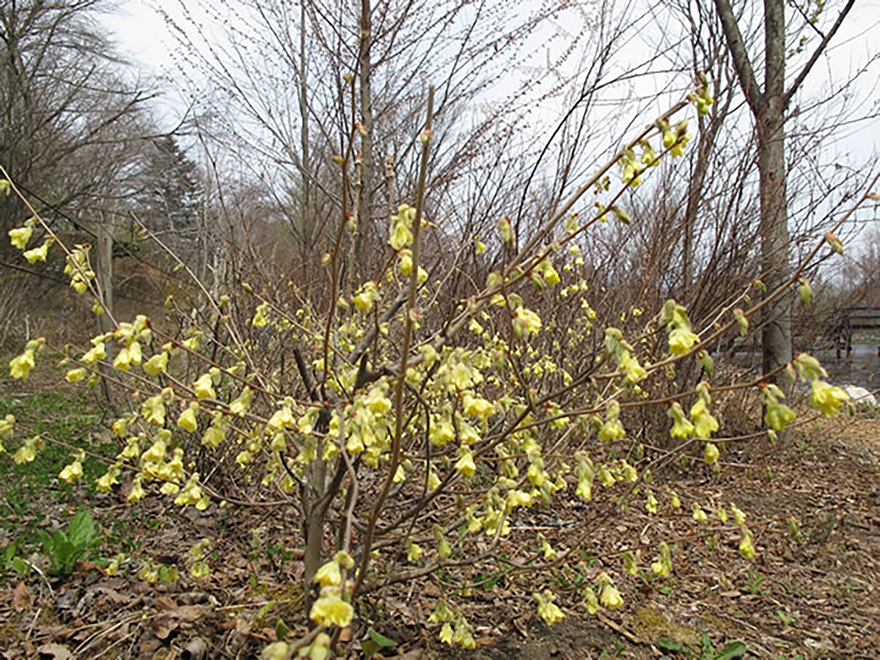 ロウバイ（Chimonanthus）／ロウバイ科