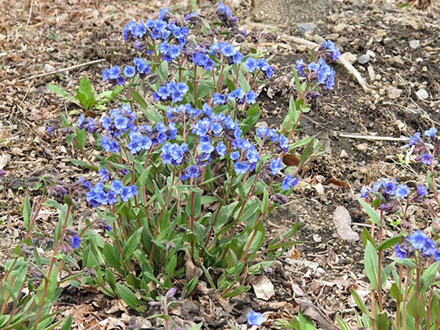 プルモナリア・ブルーエンサイン（Pulmonaria Opal）／ムラサキ科