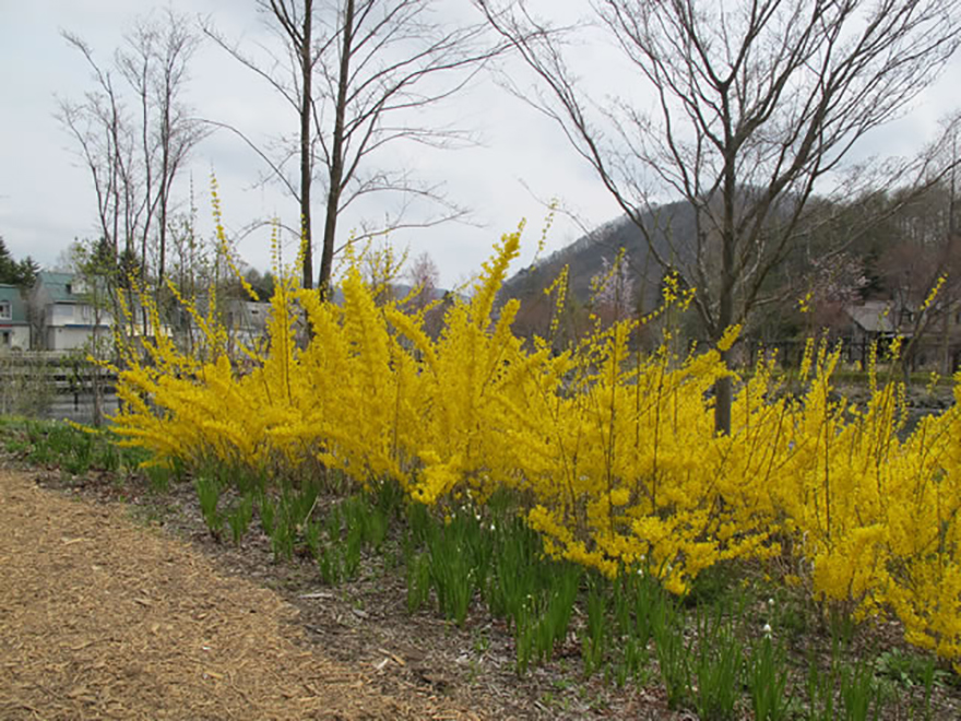 レンギョウ（Forsythia）／モクセイ科