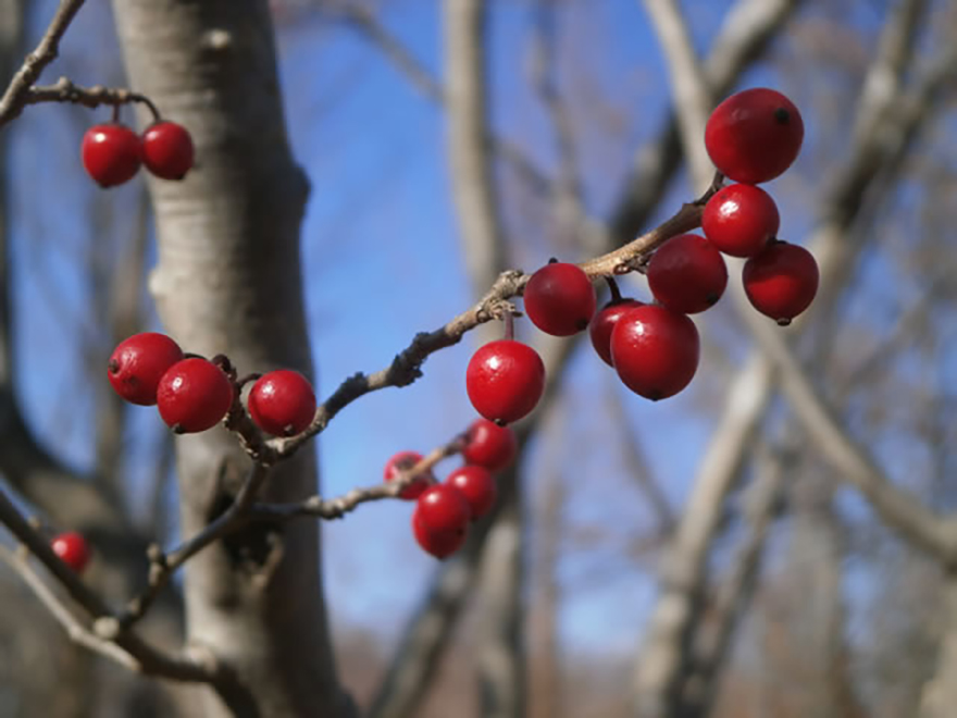 ウメモドキ（Ｉlex serrata）／モチノキ科